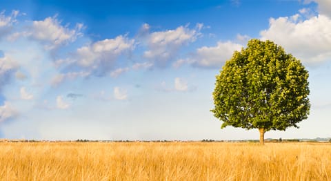 morelia neo kl ii agrigento