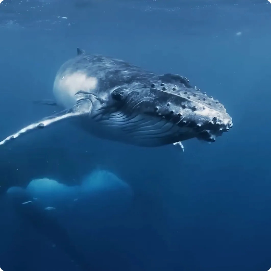 The Ocean Cleanup partnership at sea