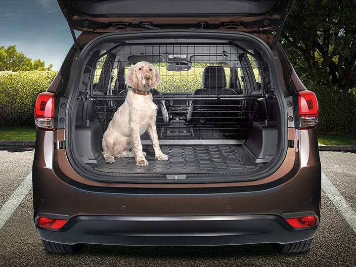 Car with a separator to the trunk in which a dog is sitting