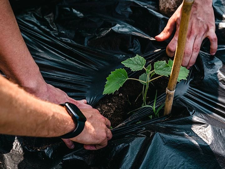 Piantumazione Paulownie