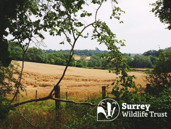 <br>Surrey Wildlife Trust