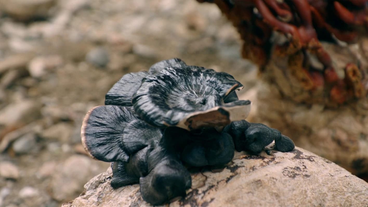 バイオ素材の原料として活用される、岩場で育つ黒い菌類