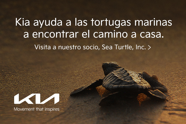 Kia is helping sea turtles find their way home